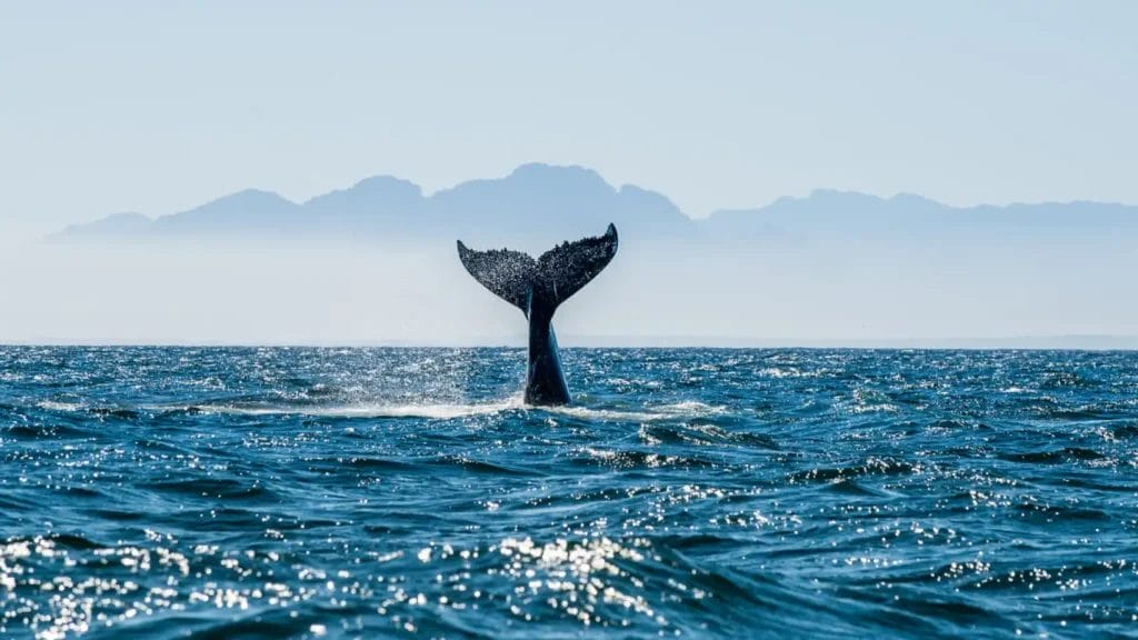 La cola de una ballena emerge del agua del océano con un terreno montañoso al fondo.