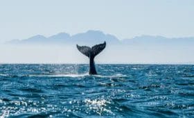 La cola de una ballena emerge del agua del océano con un terreno montañoso al fondo.