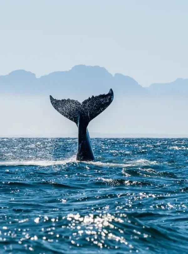 La cola de una ballena emerge del agua del océano con un terreno montañoso al fondo.