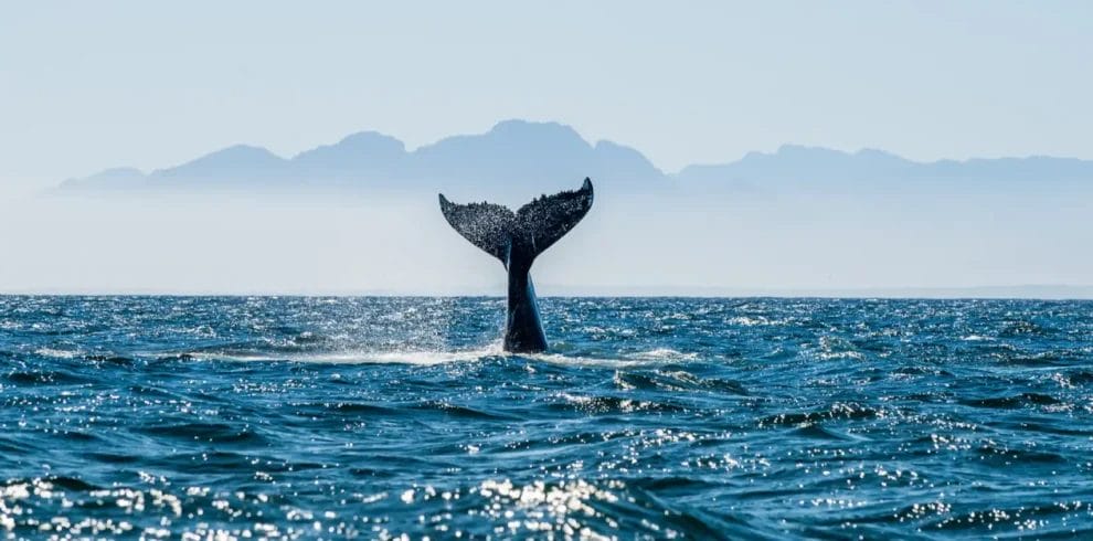 La cola de una ballena emerge del agua del océano con un terreno montañoso al fondo.