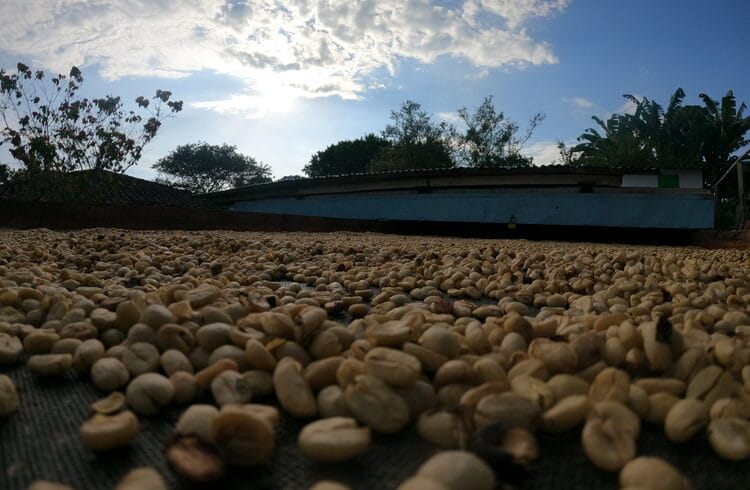 Primer plano de granos de café , dispuestos sobre una superficie para secarse bajo un cielo soleado y con nubes dispersas, en pleno Eje Cafetero. Al fondo se ven arbustos y algunos árboles.