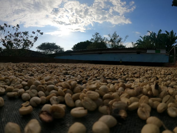 Primer plano de granos de café , dispuestos sobre una superficie para secarse bajo un cielo soleado y con nubes dispersas, en pleno Eje Cafetero. Al fondo se ven arbustos y algunos árboles.