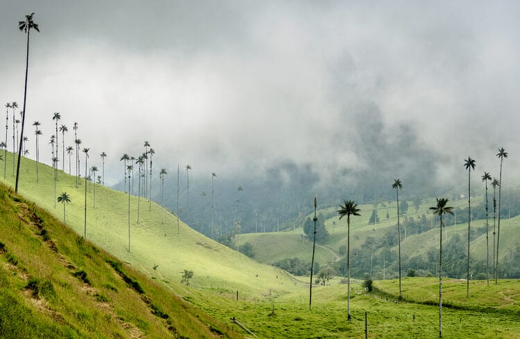 Un valle brumoso en el Eje Cafetero con palmeras altas y esbeltas esparcidas sobre colinas verdes.