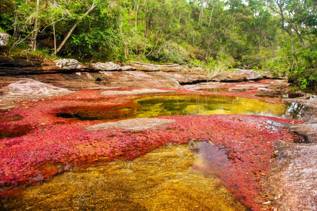 Caño cristales colombia