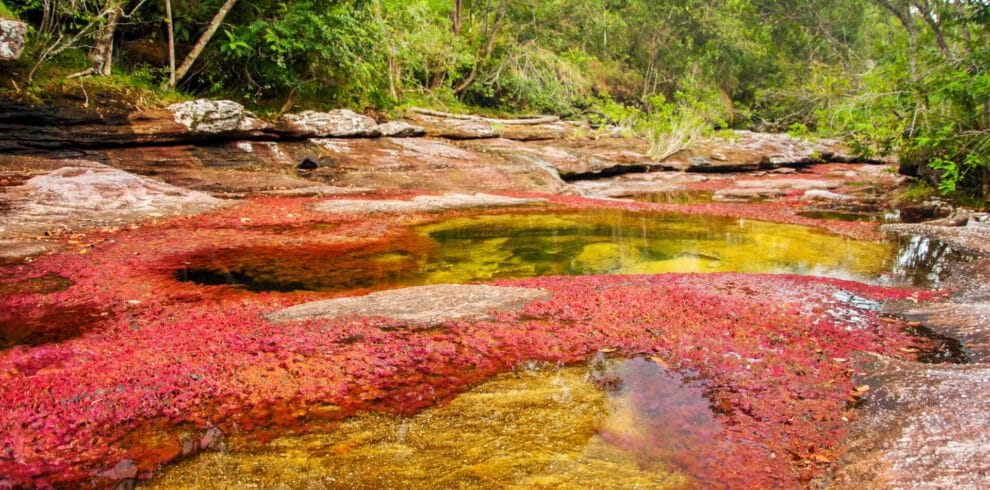 Caño cristales colombia